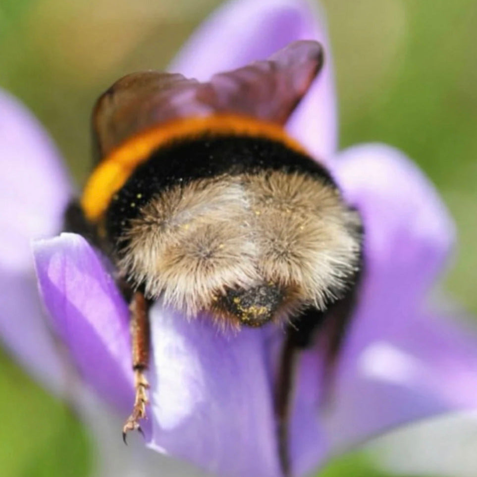 Sleepy Bee Lavender