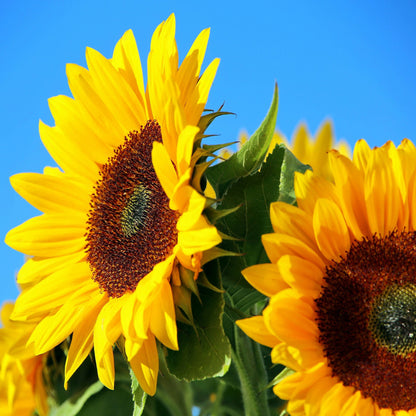 Sunflower Sunset