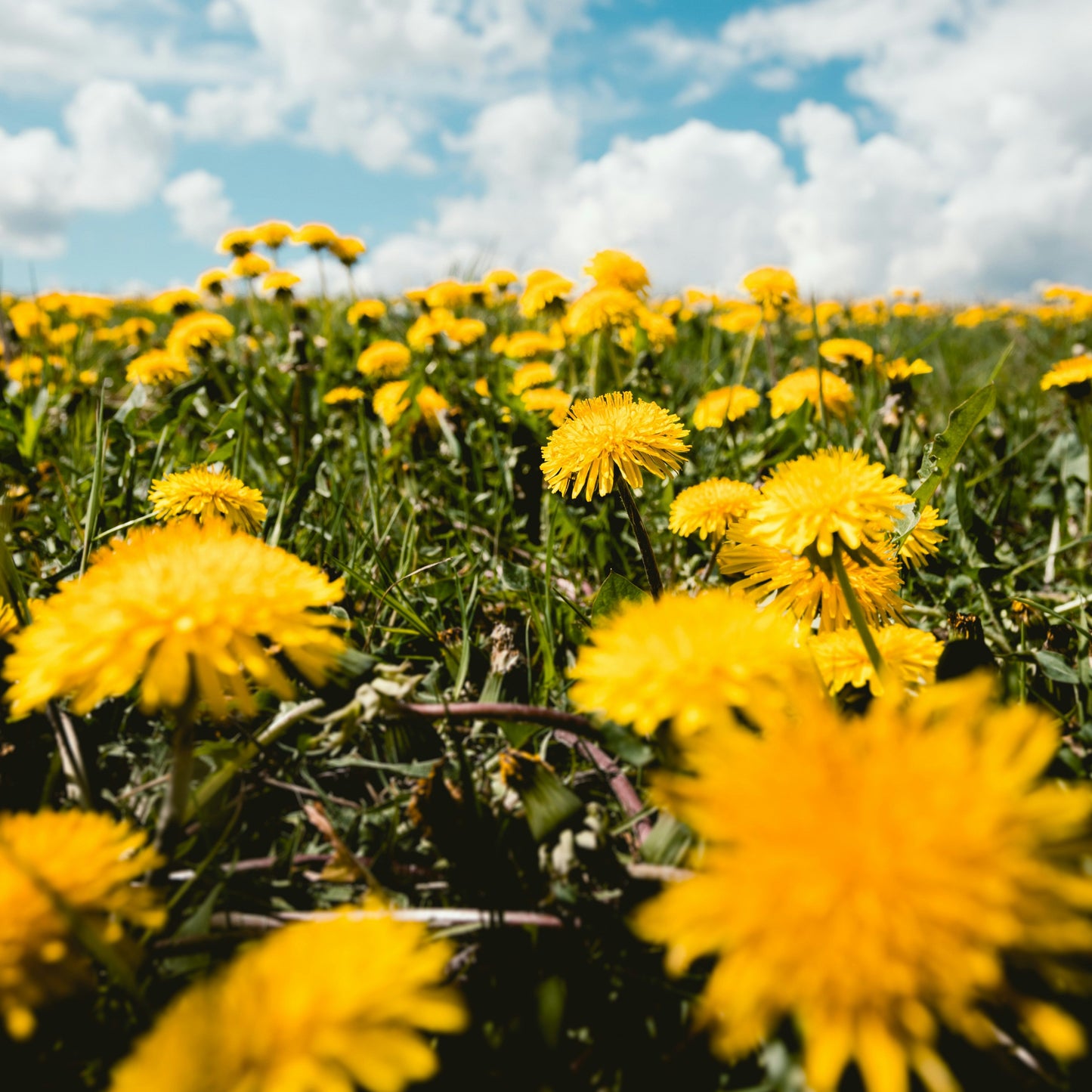 Among the Wildflowers